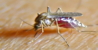 新华社：乙类传染病再添两种 蚊子蜱虫要警惕