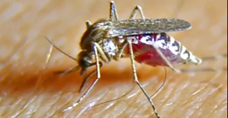 新华社：医“声”｜乙类传染病再添两种 蚊子蜱虫要警惕