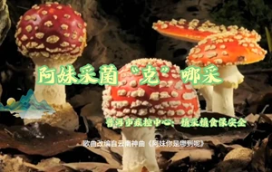 阿妹采菌去哪采 预防野生菌中毒