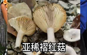 慎采慎食 谨防野生菌中毒